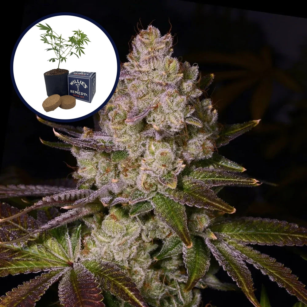 Berry Pie Grow Kit