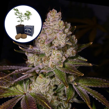 Berry Pie Grow Kit