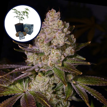 Berry Pie High Yield Grow Kit