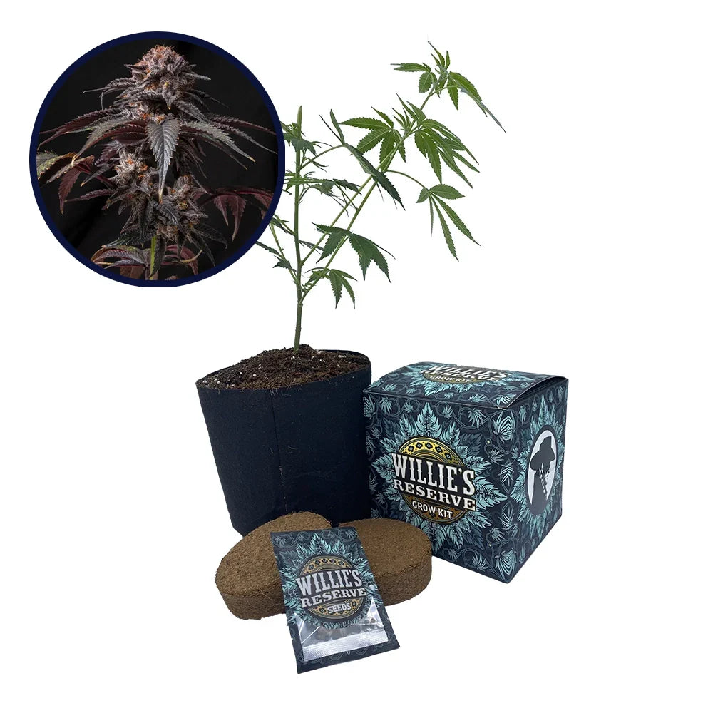 Berry White Strain High Yield Grow Kit