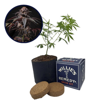 Berry White Strain Grow Kit