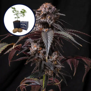Berry White Grow Kit
