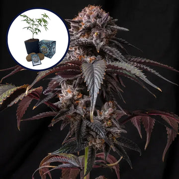 Berry White High Yield Grow Kit