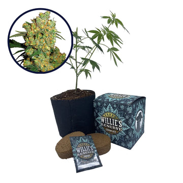 Big Bud Strain High Yield Grow Kit