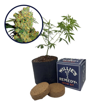 Big Bud Strain Grow Kit