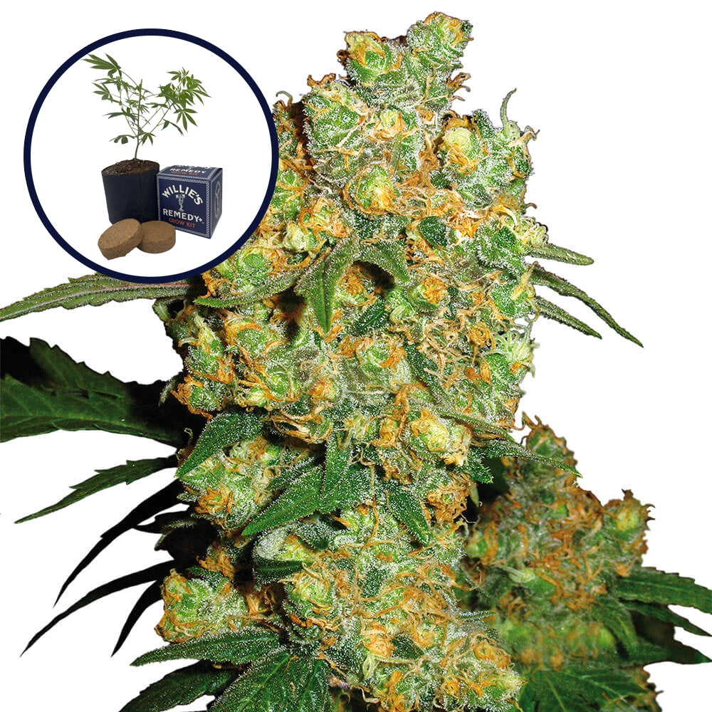 Big Bud Grow Kit