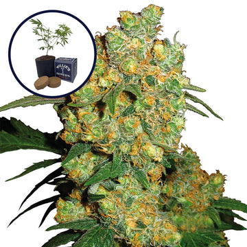 Big Bud Grow Kit