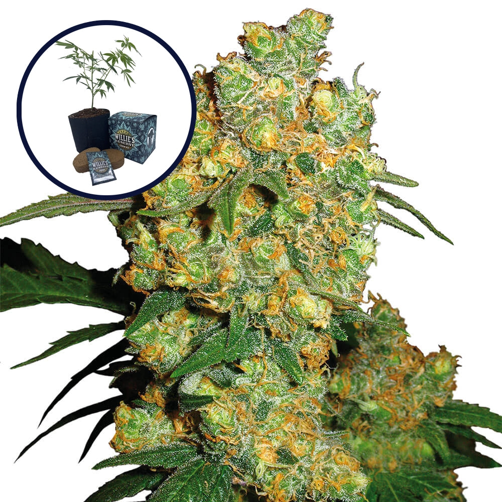 Big Bud High Yield Grow Kit