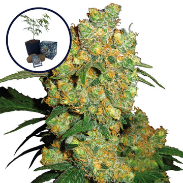 Big Bud High Yield Grow Kit