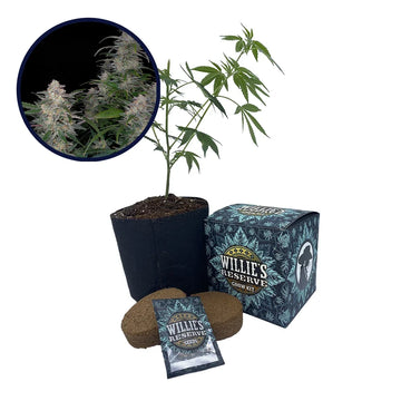 Biscotti Strain High Yield Grow Kit
