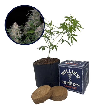 Biscotti Strain Grow Kit