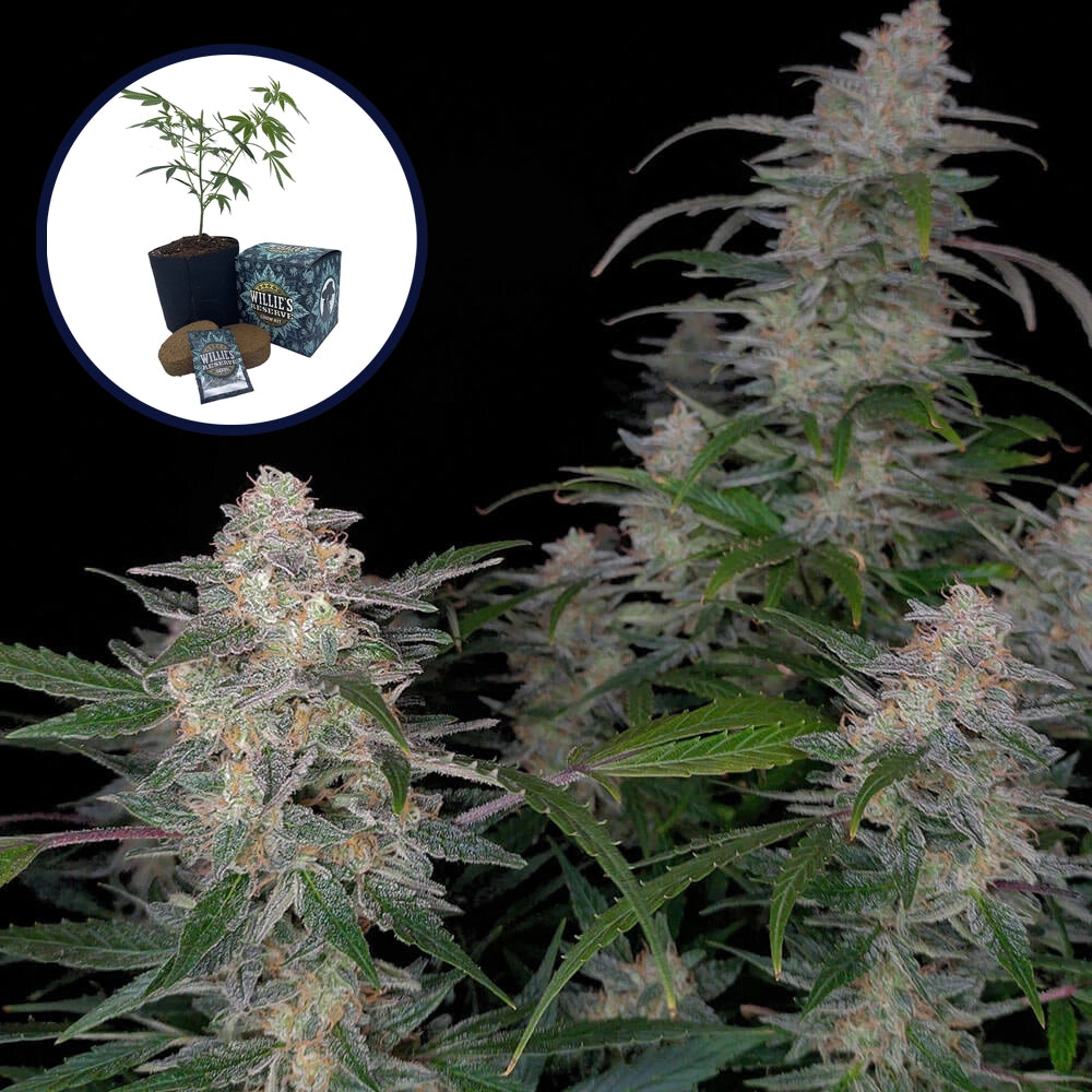 Biscotti High Yield Grow Kit