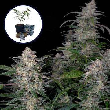 Biscotti High Yield Grow Kit