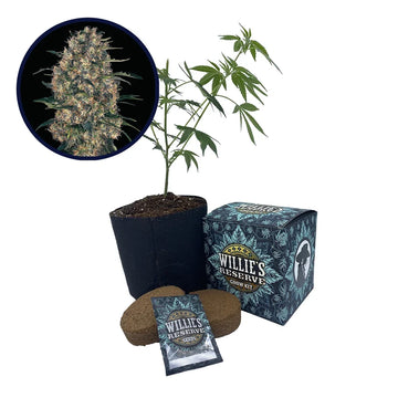 Black Domina Strain High Yield Grow Kit