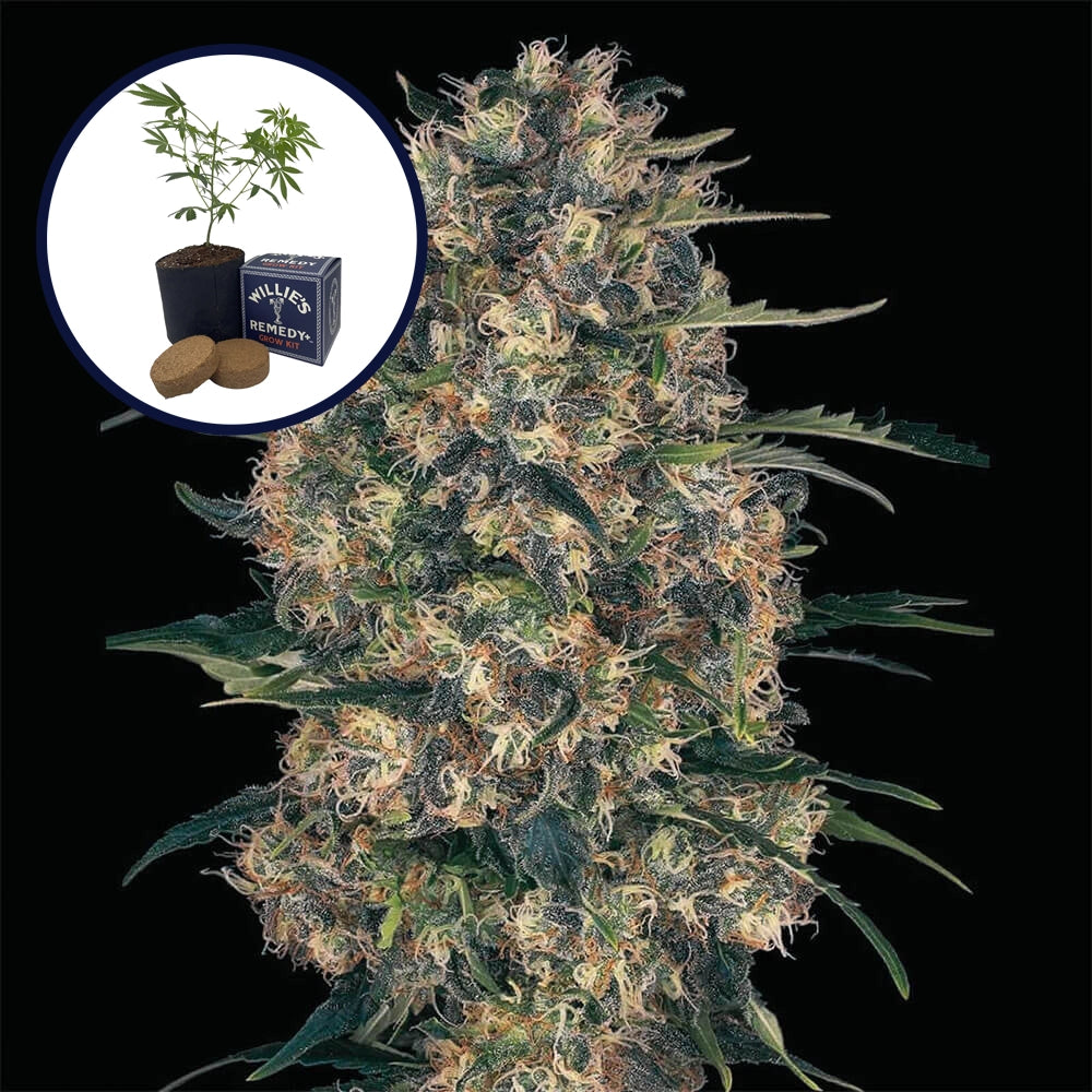 Black Domina Grow Kit