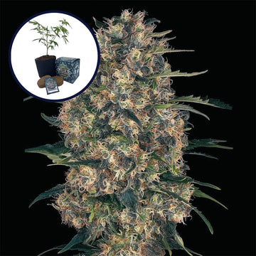 Black Domina High Yield Grow Kit