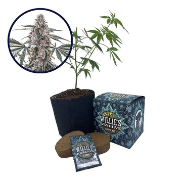Black Widow Strain High Yield Grow Kit