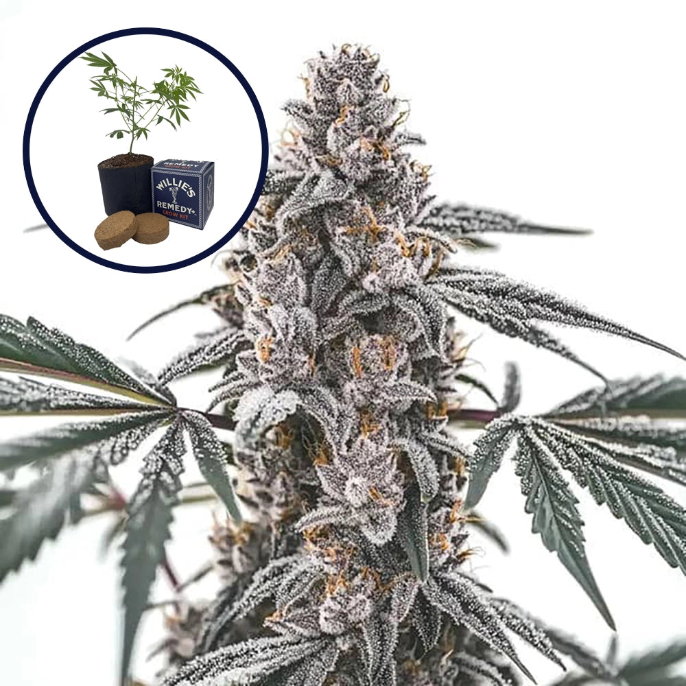 Black Widow Grow Kit