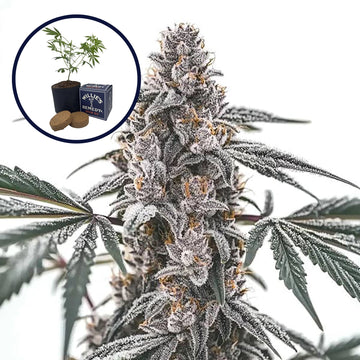 Black Widow Grow Kit
