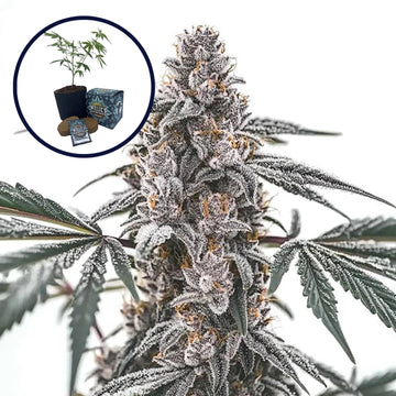 Black Widow High Yield Grow Kit