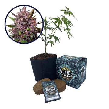 Blackberry Kush Strain High Yield Grow Kit