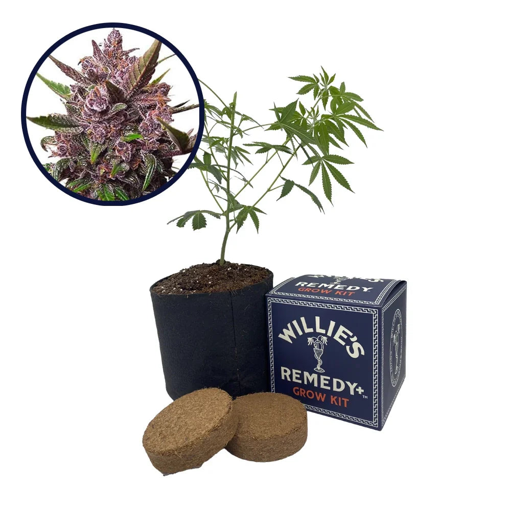 Blackberry Kush Strain Grow Kit
