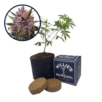 Blackberry Kush Strain Grow Kit