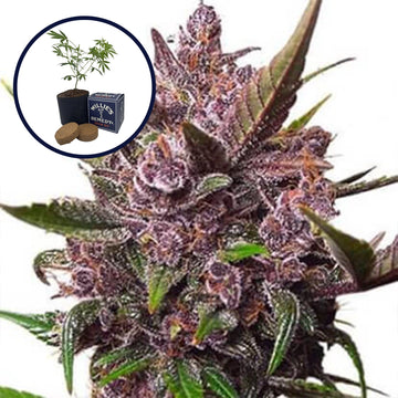 Blackberry Kush Grow Kit