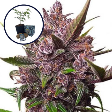 Blackberry Kush High Yield Grow Kit
