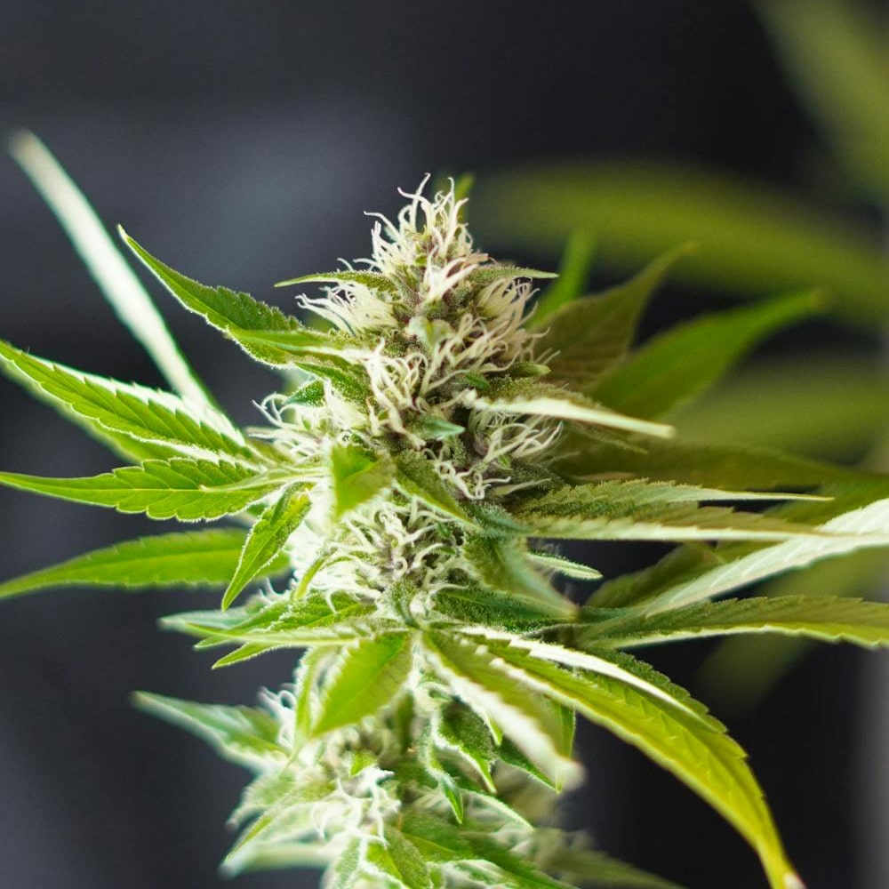 Blue Dream x Northern Lights Auto Platinum Line