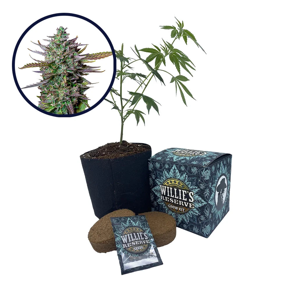 Blue Cheese Strain High Yield Grow Kit