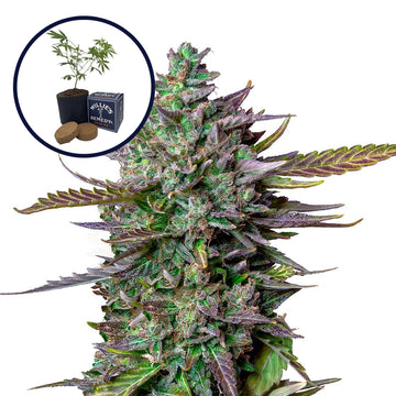 Blue Cheese Grow Kit