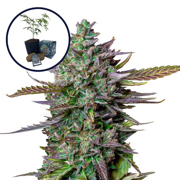 Blue Cheese High Yield Grow Kit