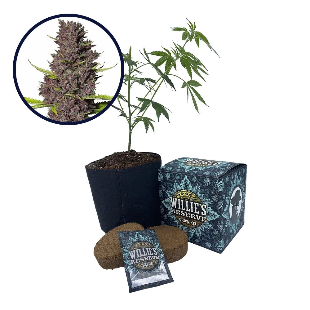 Blue Dream Haze Strain High Yield Grow Kit