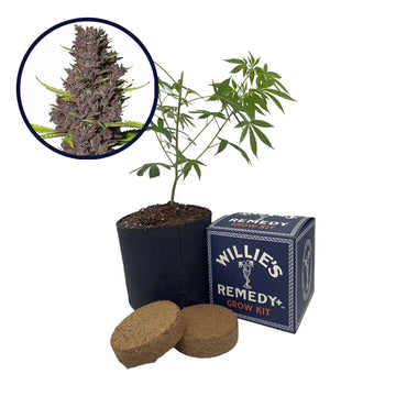 Blue Dream Haze Strain Grow Kit
