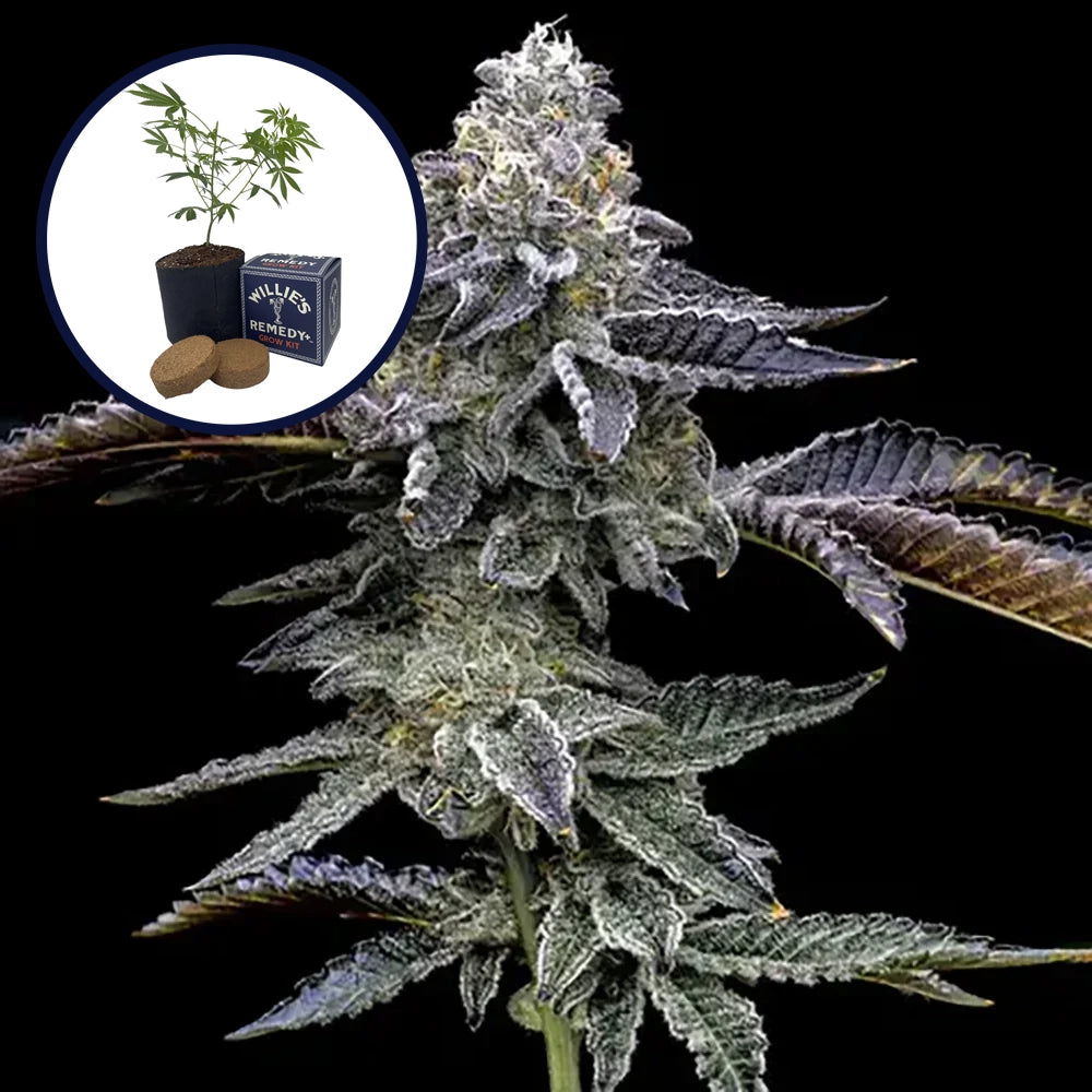 Blue Dream Haze Grow Kit