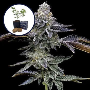 Blue Dream Haze Grow Kit