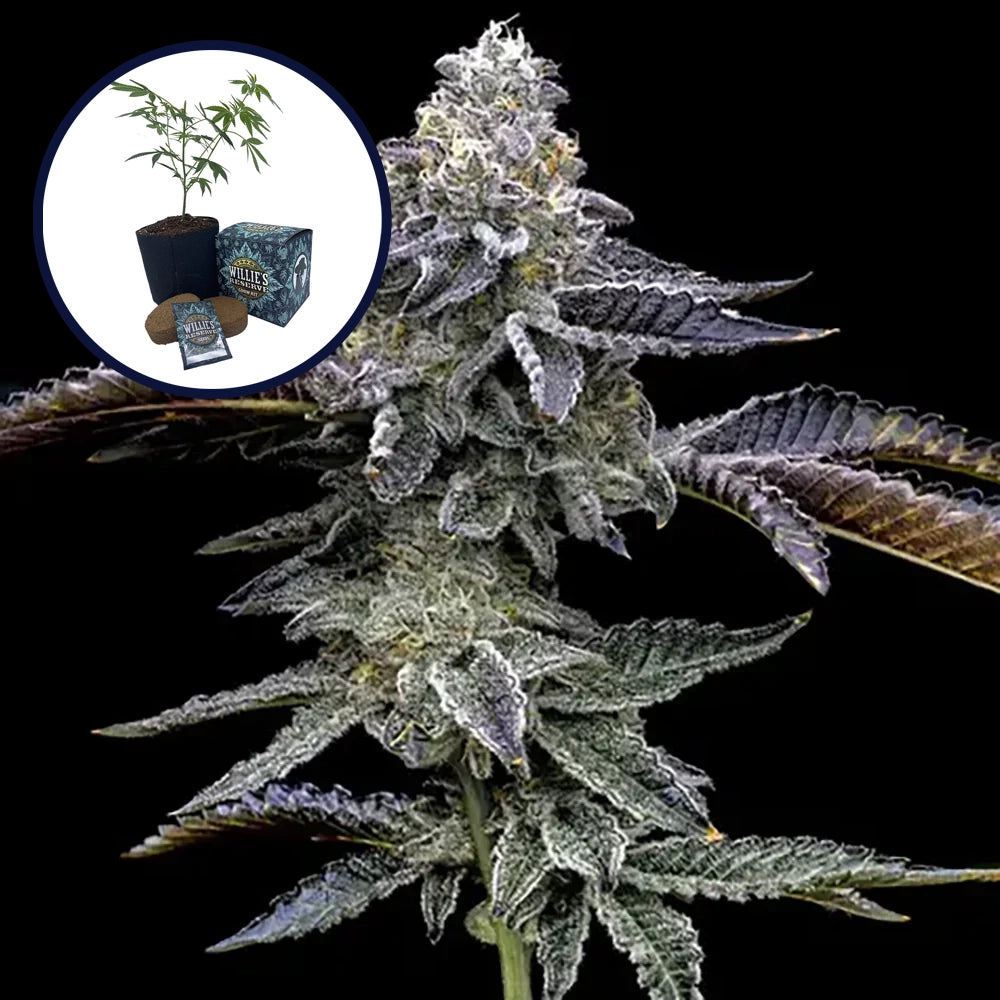 Blue Dream Haze High Yield Grow Kit