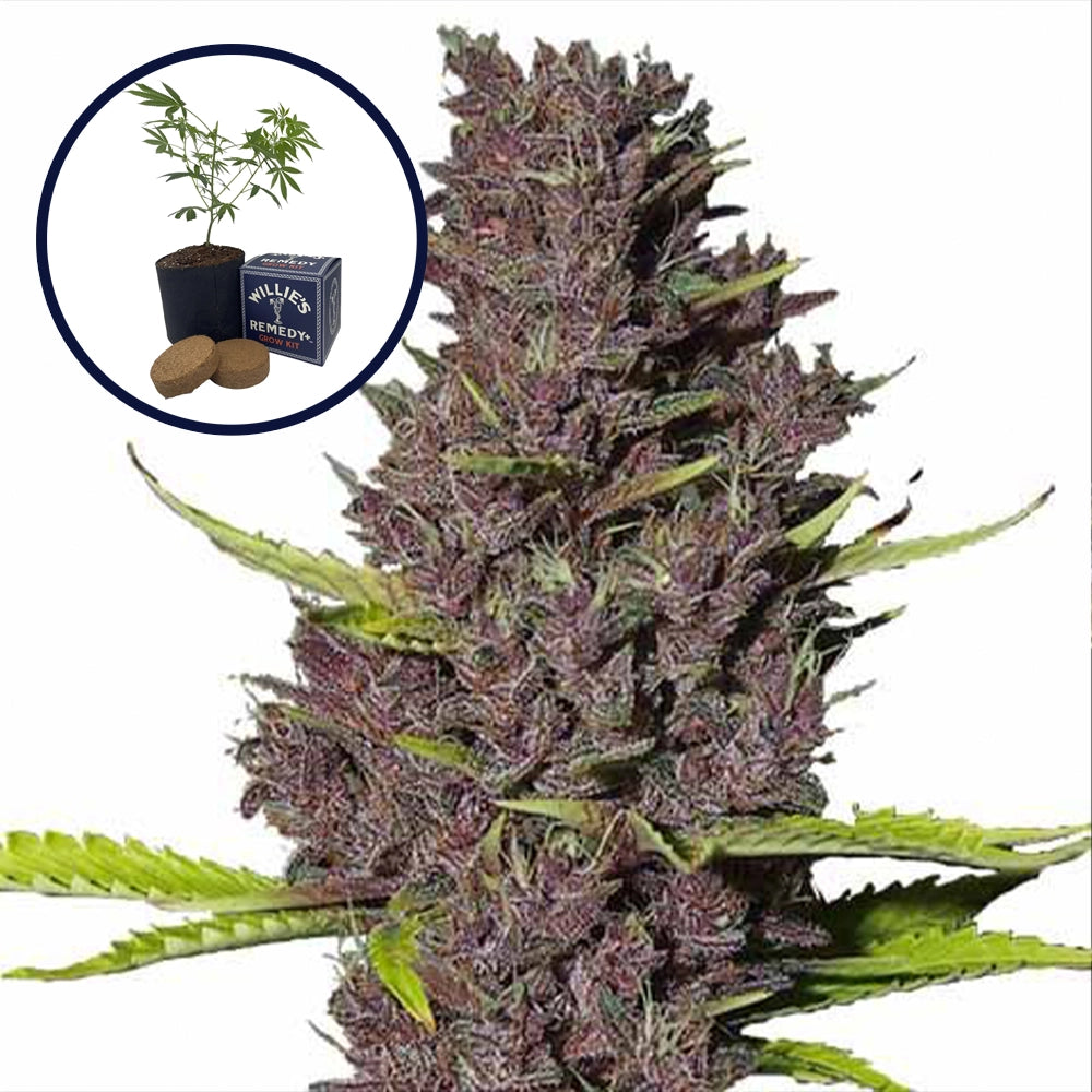 Blue Dream Grow Kit