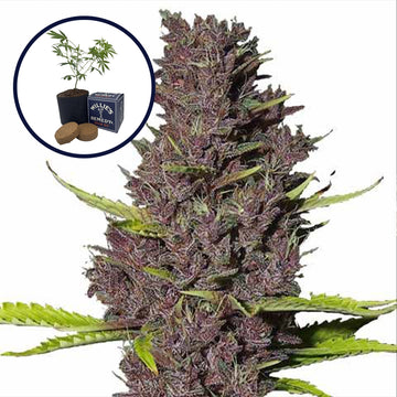 Blue Dream Grow Kit