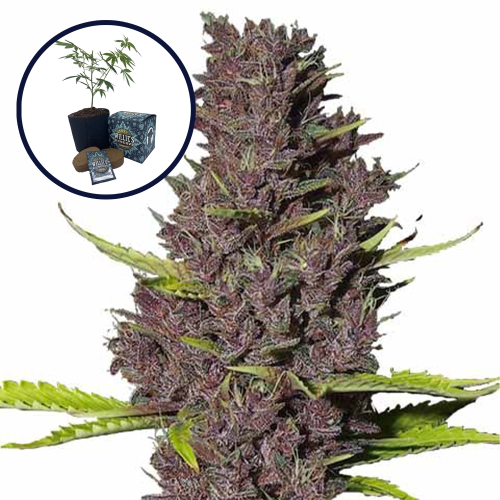 Blue Dream High Yield Grow Kit