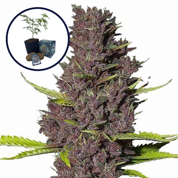 Blue Dream High Yield Grow Kit