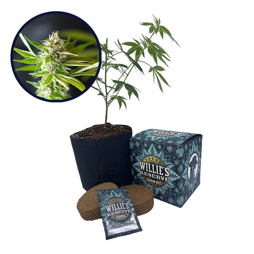 Blue Dream x Northern Lights Platinum Line Strain High Yield Grow Kit