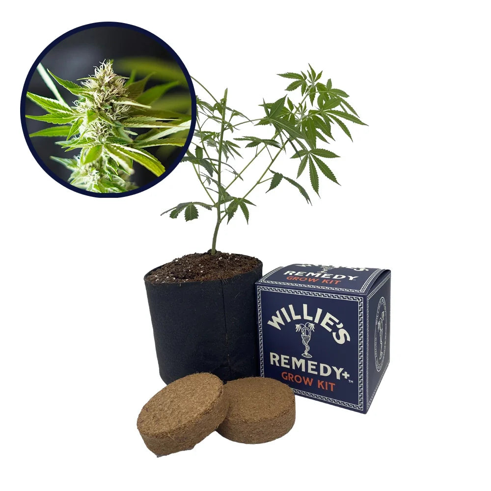 Blue Dream x Northern Lights Platinum Line Strain Grow Kit