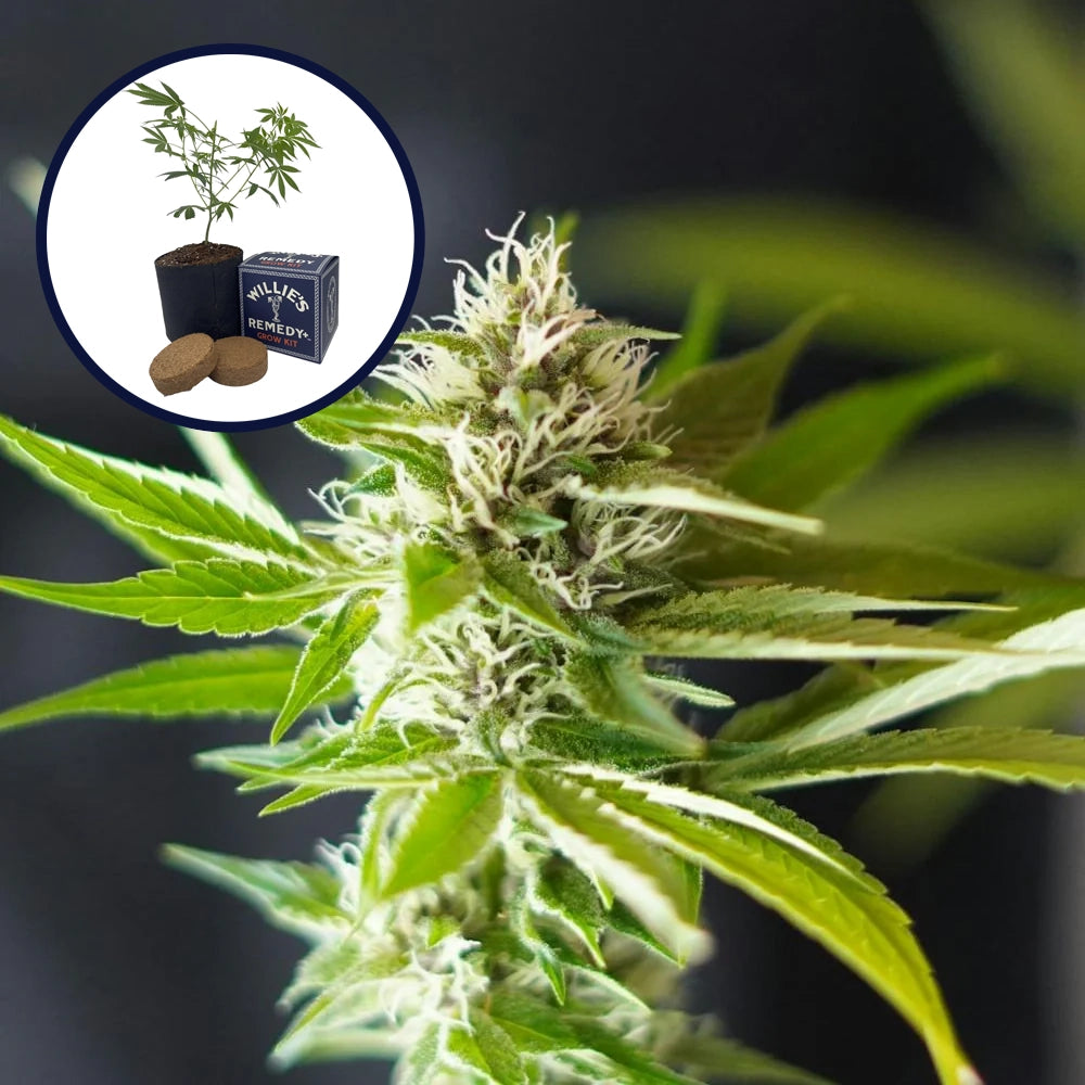 Blue Dream x Northern Lights Platinum Line Grow Kit