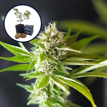 Blue Dream x Northern Lights Platinum Line Grow Kit