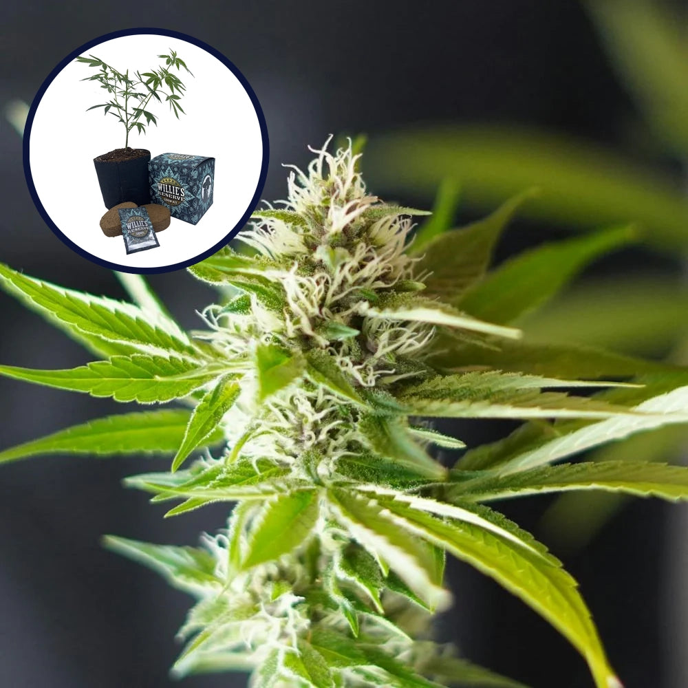 Blue Dream x Northern Lights Platinum Line High Yield Grow Kit