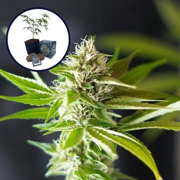 Blue Dream x Northern Lights Platinum Line High Yield Grow Kit