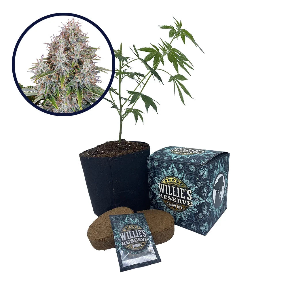 Blue Haze Strain High Yield Grow Kit