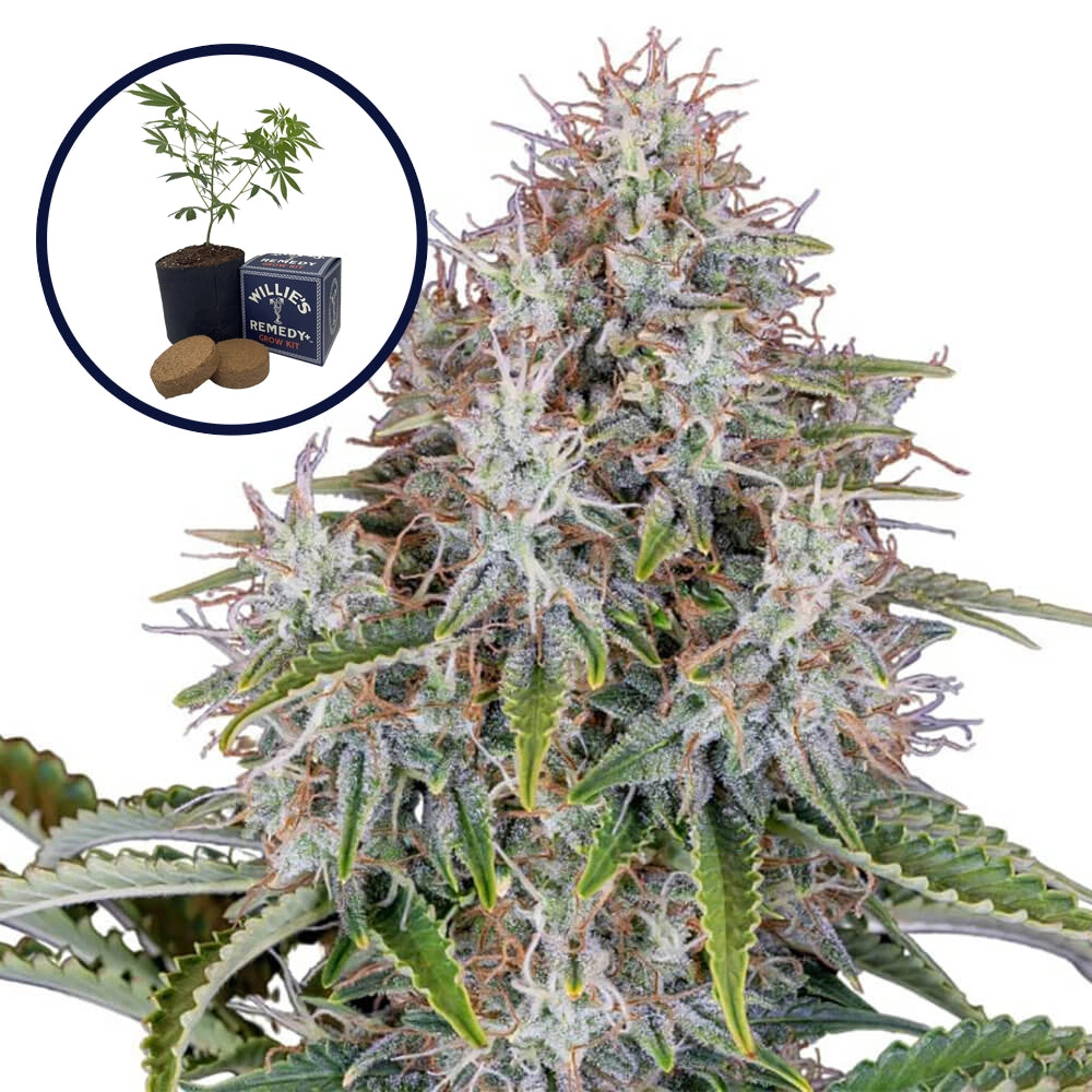 Blue Haze Grow Kit